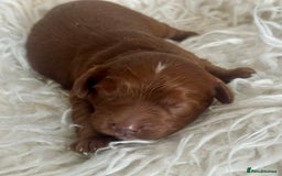 Cavapoo dogs for sale: F1 cavapoo babies  - Image 3