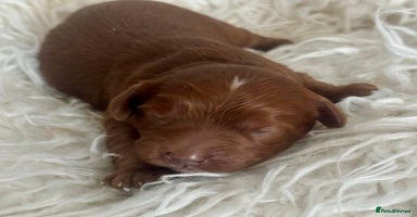 Cavapoo dogs - Advert 3
