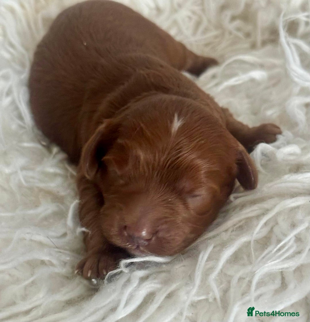 Cavapoo dogs for sale: F1 cavapoo babies  - Image 3