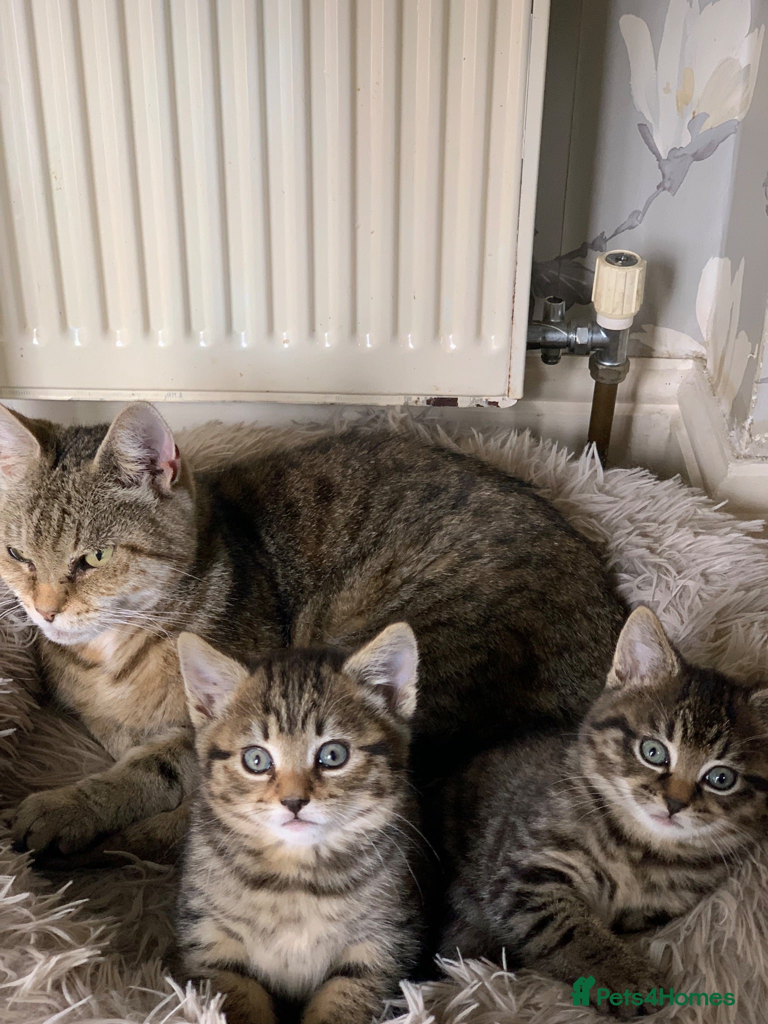 Toyger cats Tabby kittens  - Advert 2