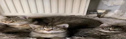 Toyger cats for sale: Tabby kittens  - Advert 1