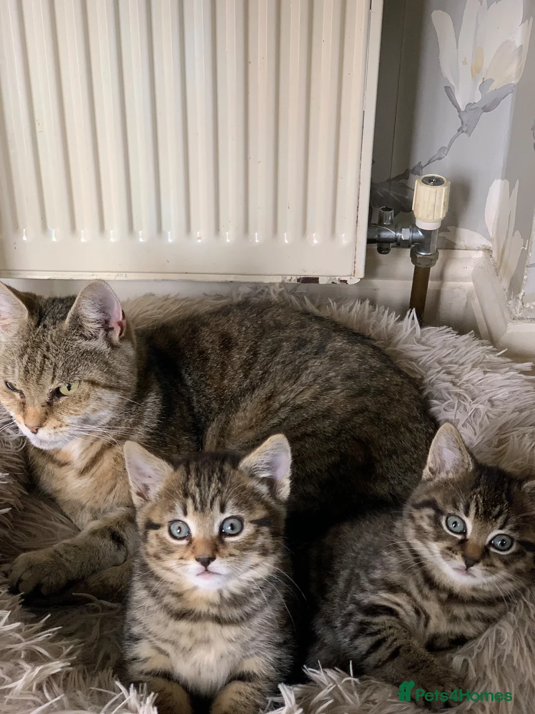 Toyger cats for sale: Tabby kittens  - Advert 1