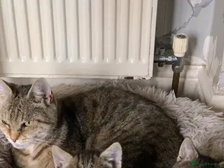 Toyger cats Tabby kittens - Advert 2