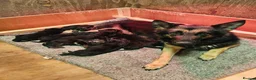 German Shepherd dogs for sale: German Shepherd Puppies for Sale in Sevenoaks - Advert 1