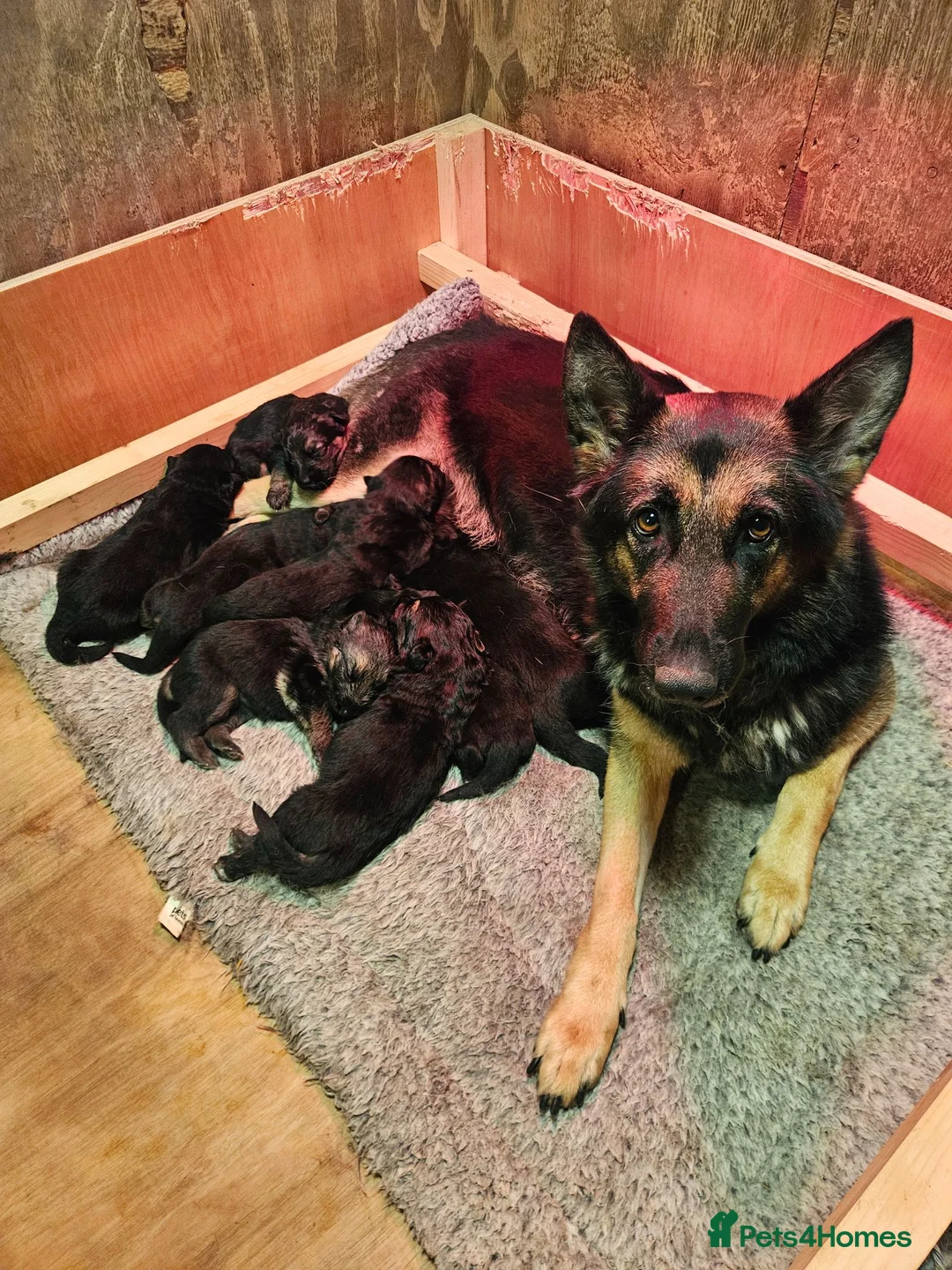 German Shepherd dogs for sale: German Shepherd Puppies for Sale in Sevenoaks - Advert 1