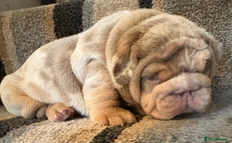 English Bulldog dogs - Advert 6