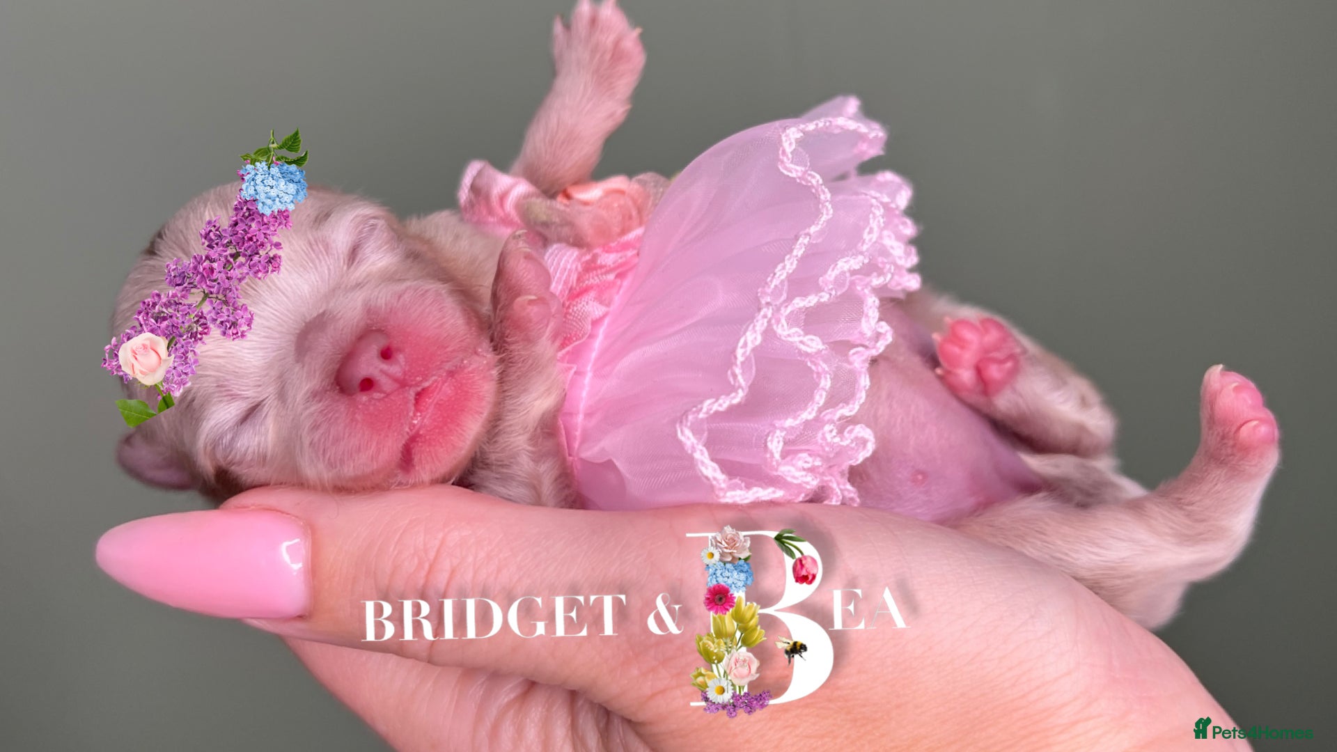 Pomeranian dogs 💛PUPPIES ARRIVED 💛 - Advert 13