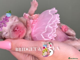 Pomeranian dogs 💛PUPPIES ARRIVED 💛 - Advert 16