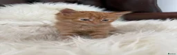Mixed Breed cats for sale: Beautiful fluffy ginger kittens  - Advert 11