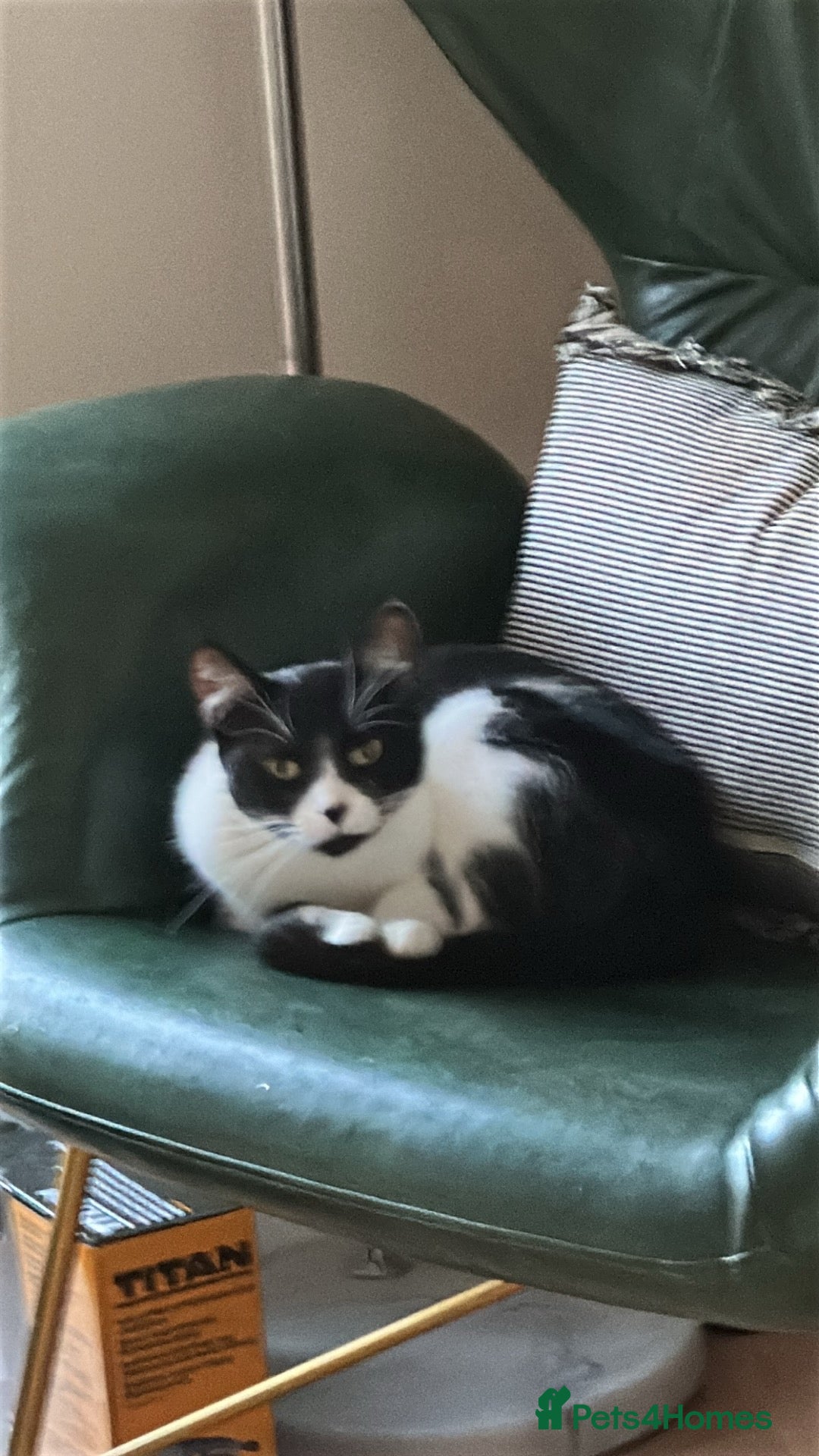 Mixed Breed cats for sale: Margot - Image 3