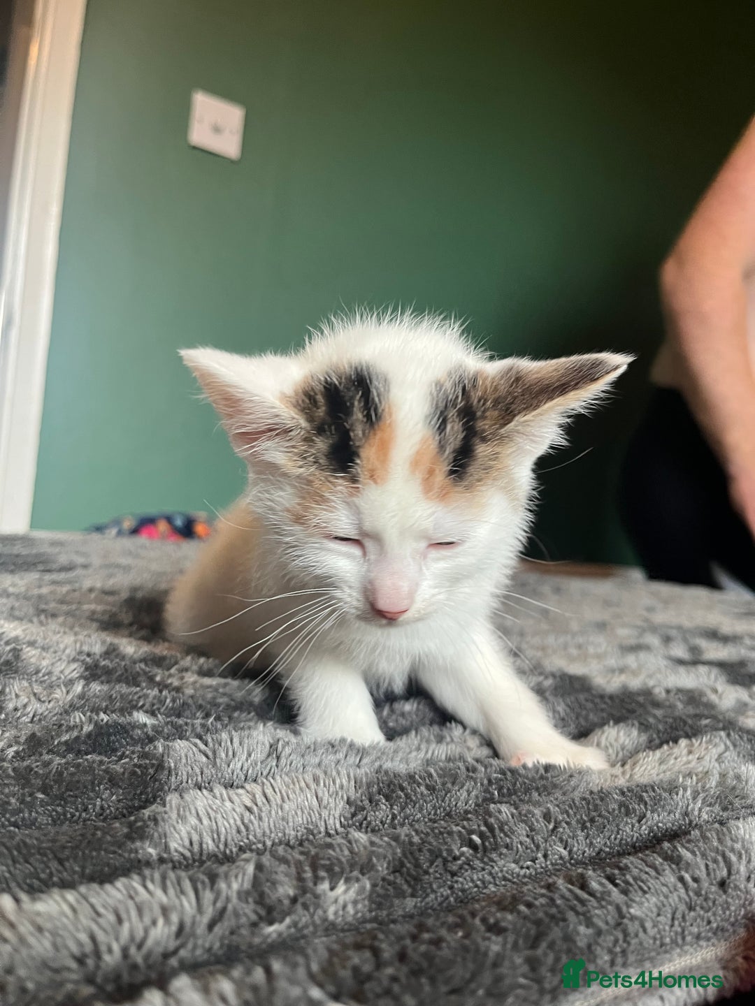 Mixed Breed cats for sale: Beautiful tri coloured kittens  - Advert 10