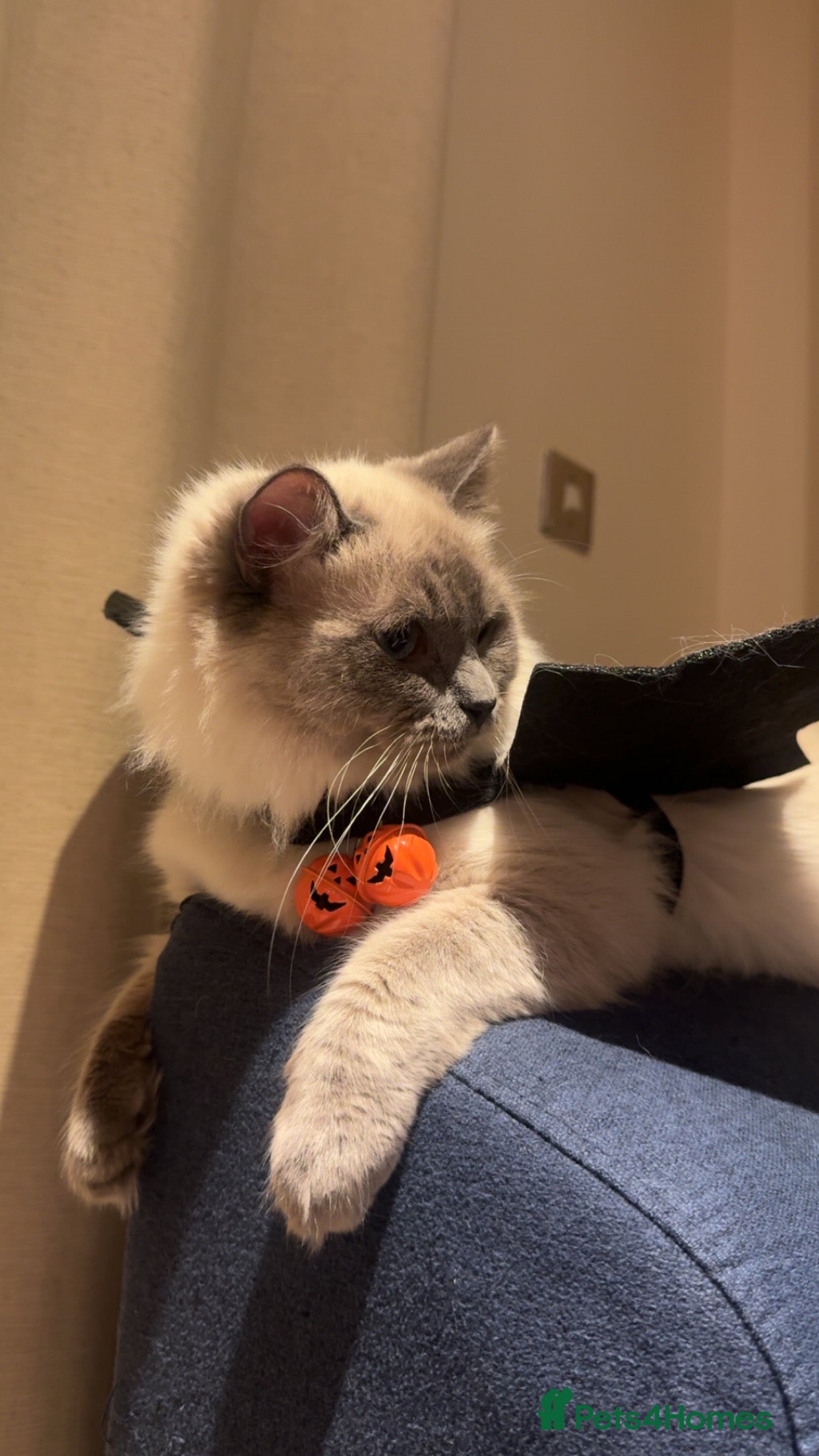 Ragdoll cats Handsome Ragdoll Male – 1 Year Old – £500 in Bristol - Advert 2