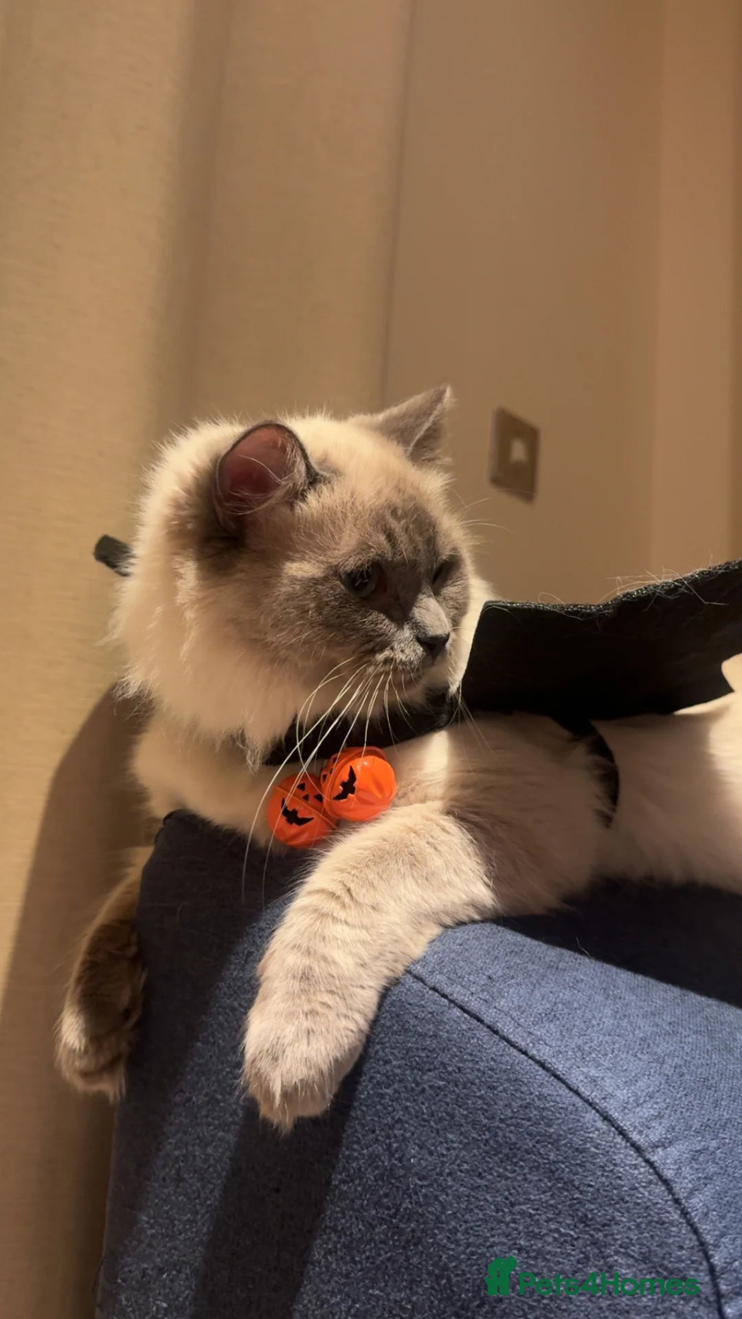 Ragdoll cats for sale: Handsome Ragdoll Male – 1 Year Old – £500 in Bristol - Advert 1