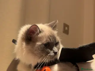 Ragdoll cats Handsome Ragdoll Male – 1 Year Old – £500 in Bristol - Advert 2