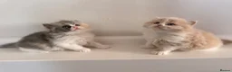 British Shorthair cats for sale: British Shorthair & Longhair Kittens GCCF Reg - Advert 10