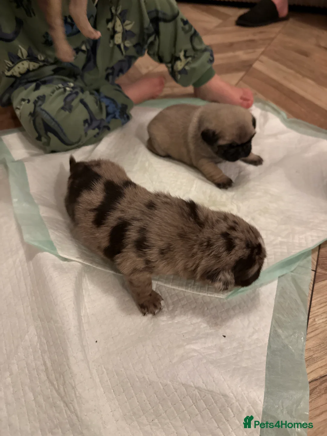 Pug dogs for sale: Merle pugs  - Advert 17