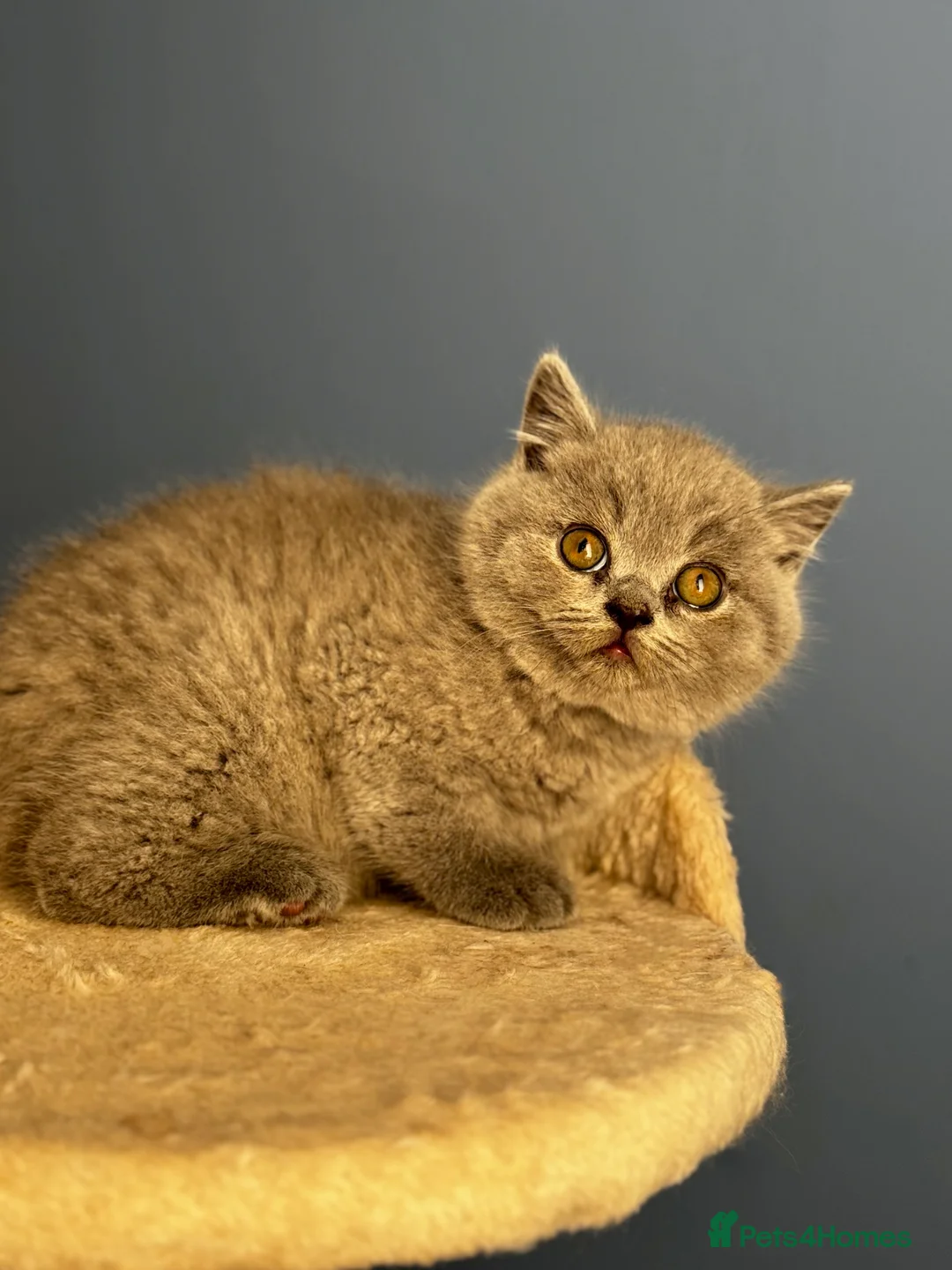British Shorthair cats for sale: *READY SOON* BRITISH SHORTHAIR KITTENS🐱🩶 - Advert 9