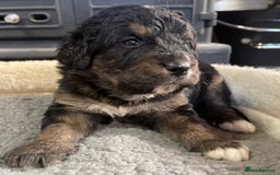 Bernedoodle dogs for sale: Beautiful Bernedoodle babies  - Advert 21