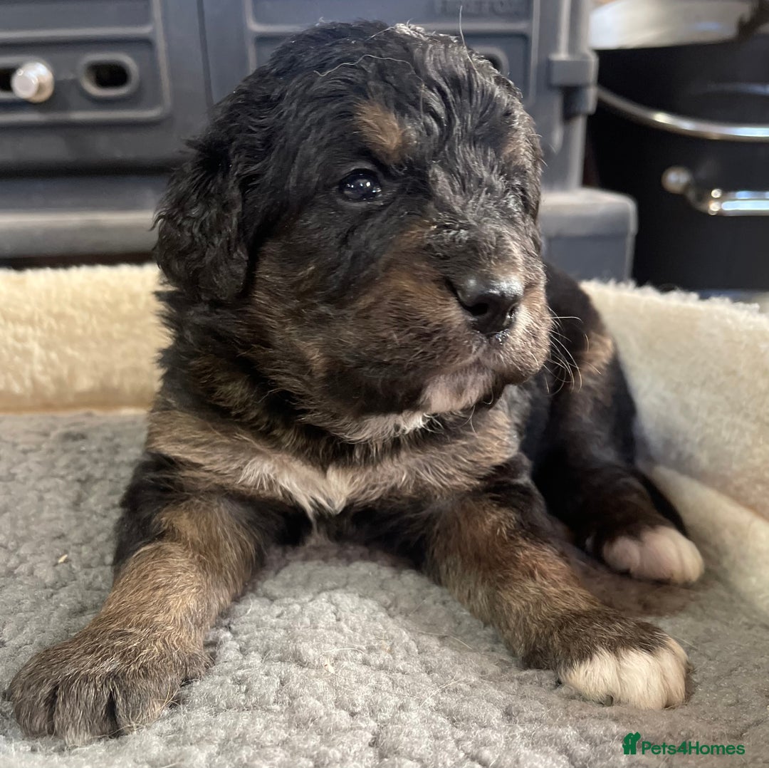 Bernedoodle dogs for sale: Beautiful Bernedoodle babies  - Advert 21