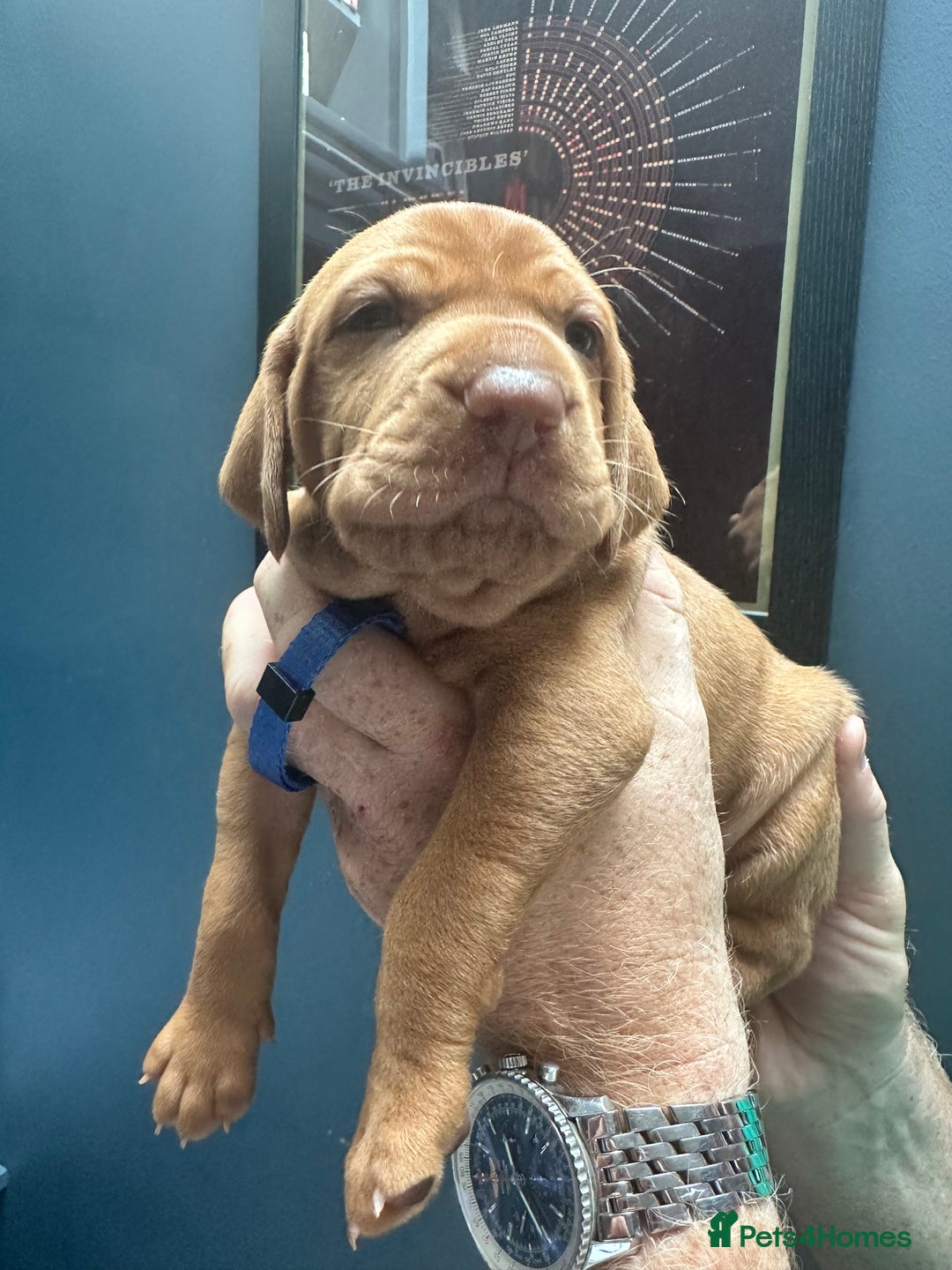 Hungarian Vizsla dogs for sale: 1CHUNKY DEEP RED HUNGARIAN VIZSLA GIRL PUPPY LEFT - Image 16