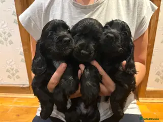 Cocker Spaniel dogs 7 Beautiful Show Cocker Spaniels - Advert 1