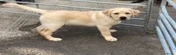Labrador Retriever dogs for sale: Yellow Labrador Puppy Dog  - Advert 3