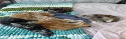 Maine Coon cats for sale: Five Beautiful Maine Coon Kittens - Advert 6