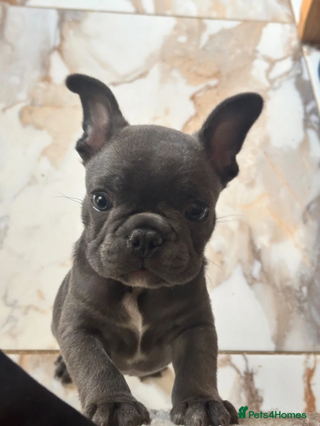 French Bulldog dogs for sale: Blue French Bulldog boy for sale - Advert 4