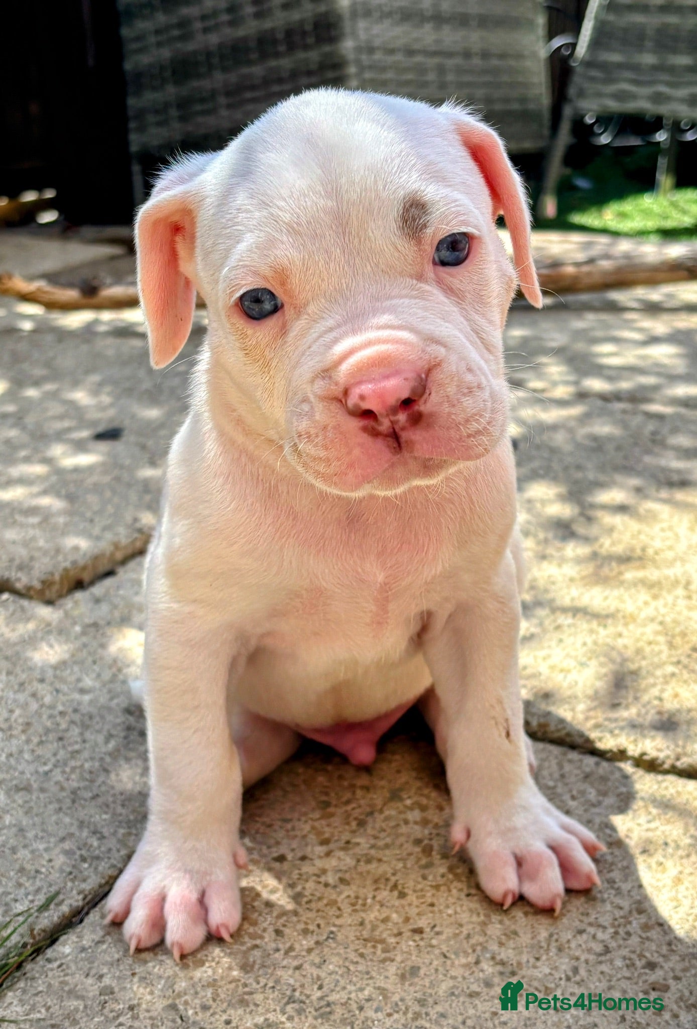 Mixed Breed dogs LAST 4 BOYS …Cane corso x ambull x amstaff - Advert 1