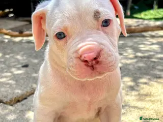 Mixed Breed dogs 4 weeks free pup insurance LAST 4 BOYS REMAINING - Advert 2