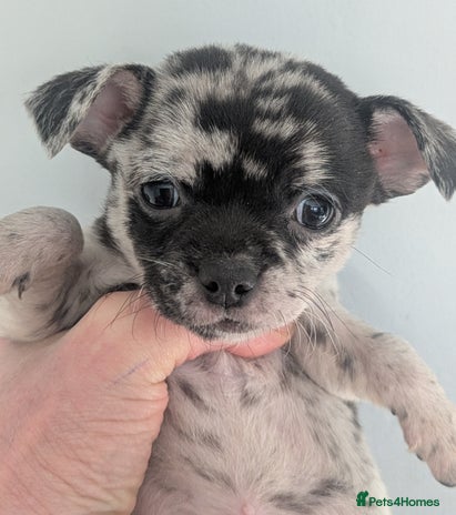 Chihuahua dogs Stunning merle Chihuahua puppies - Advert 7