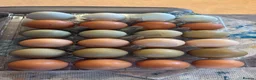 Chickens poultry for sale: Chicken Setup for Sale - Rainbow Egg Leyers - Advert 8