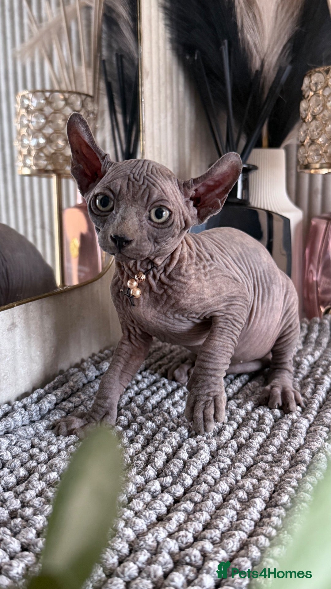 Sphynx cats Last 2 Females ❤️🌺Ready to go !Weekend!!🌺 - Advert 1