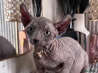 Sphynx cats Last 2 Females ❤️🌺Ready to go !Weekend!!🌺 - Advert 1