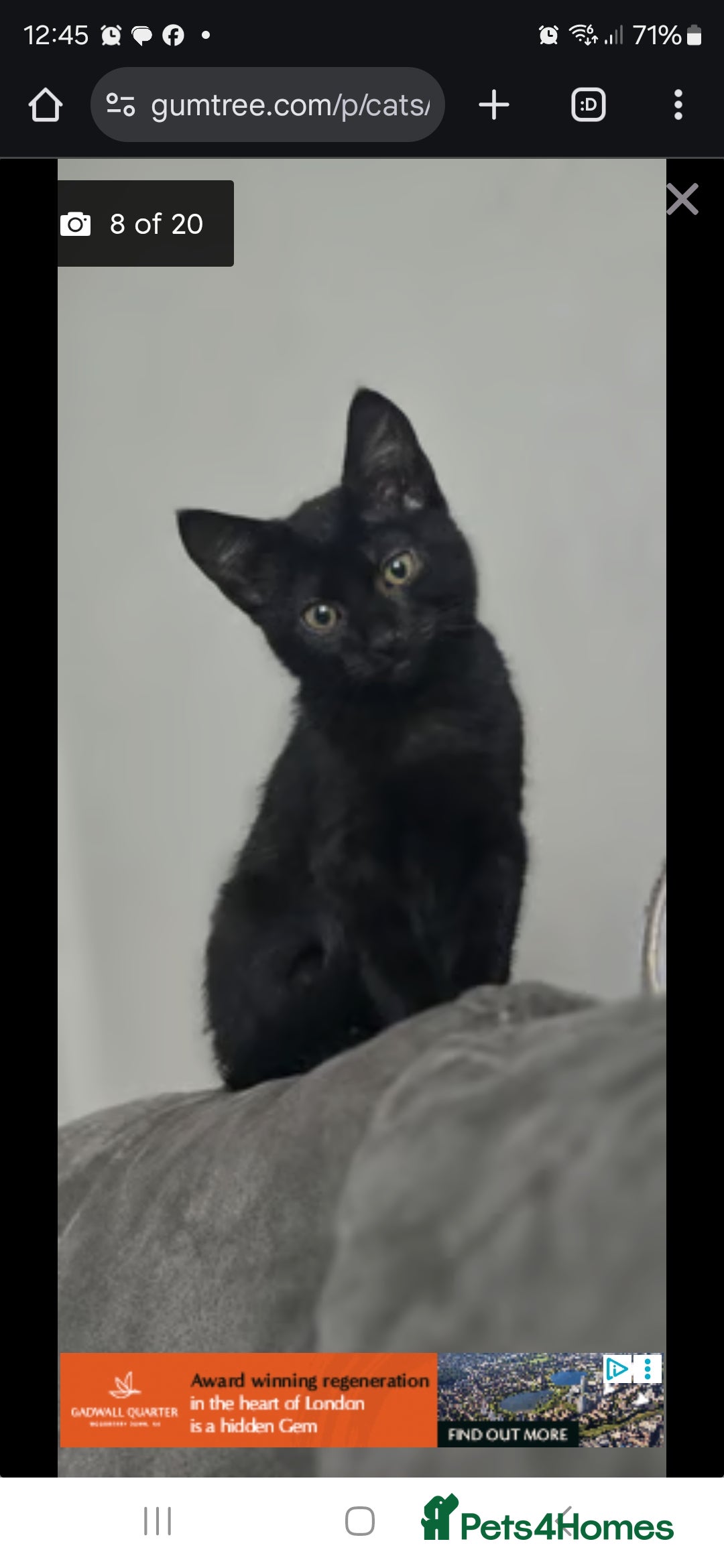 Mixed Breed cats for sale: 4 fluffy kittens for sale - Advert 3