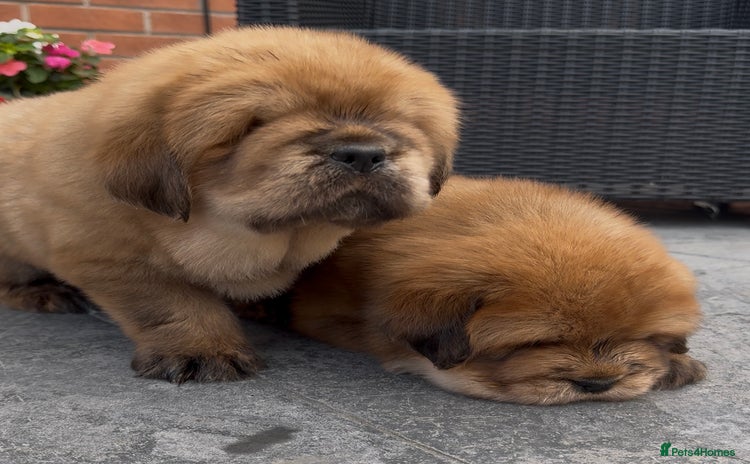 Tibetan Mastiff dogs - Advert 1
