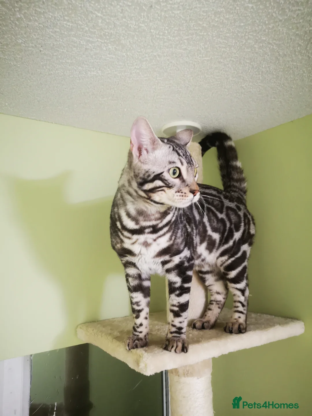Bengal cats for stud: TICA active registered Silver boy for stud! in Bury Saint Edmunds - Advert 2