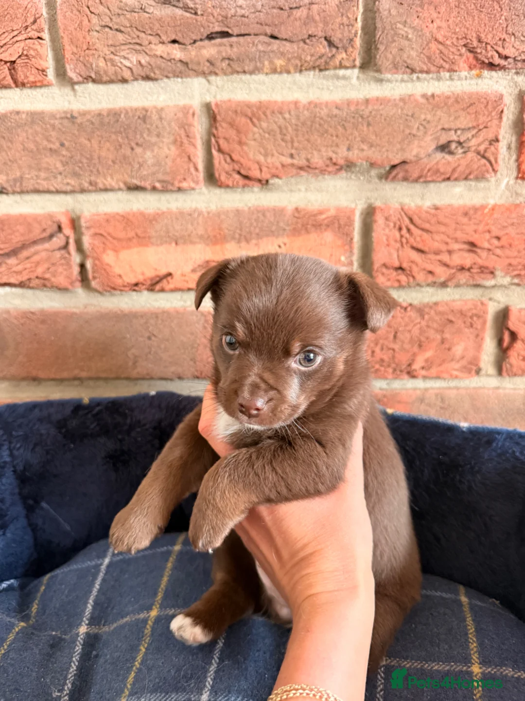 Jack Russell dogs for sale: Chunky playful chocolate brown boy - Advert 2
