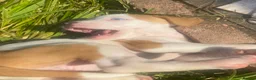 American Bulldog dogs for sale: Puppies for sale in Coventry - Advert 5