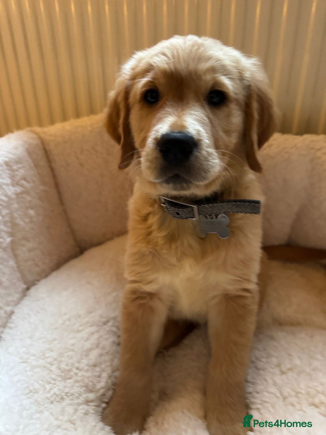 Golden Retriever dogs for sale: Best of Breed Golden Retrievers - Advert 25