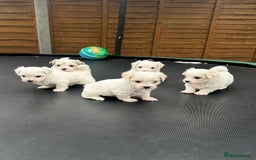 Maltese dogs for sale: Maltese puppies 🐶 - Image 2