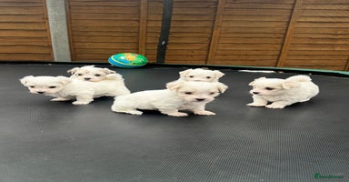 Maltese dogs - Advert 11