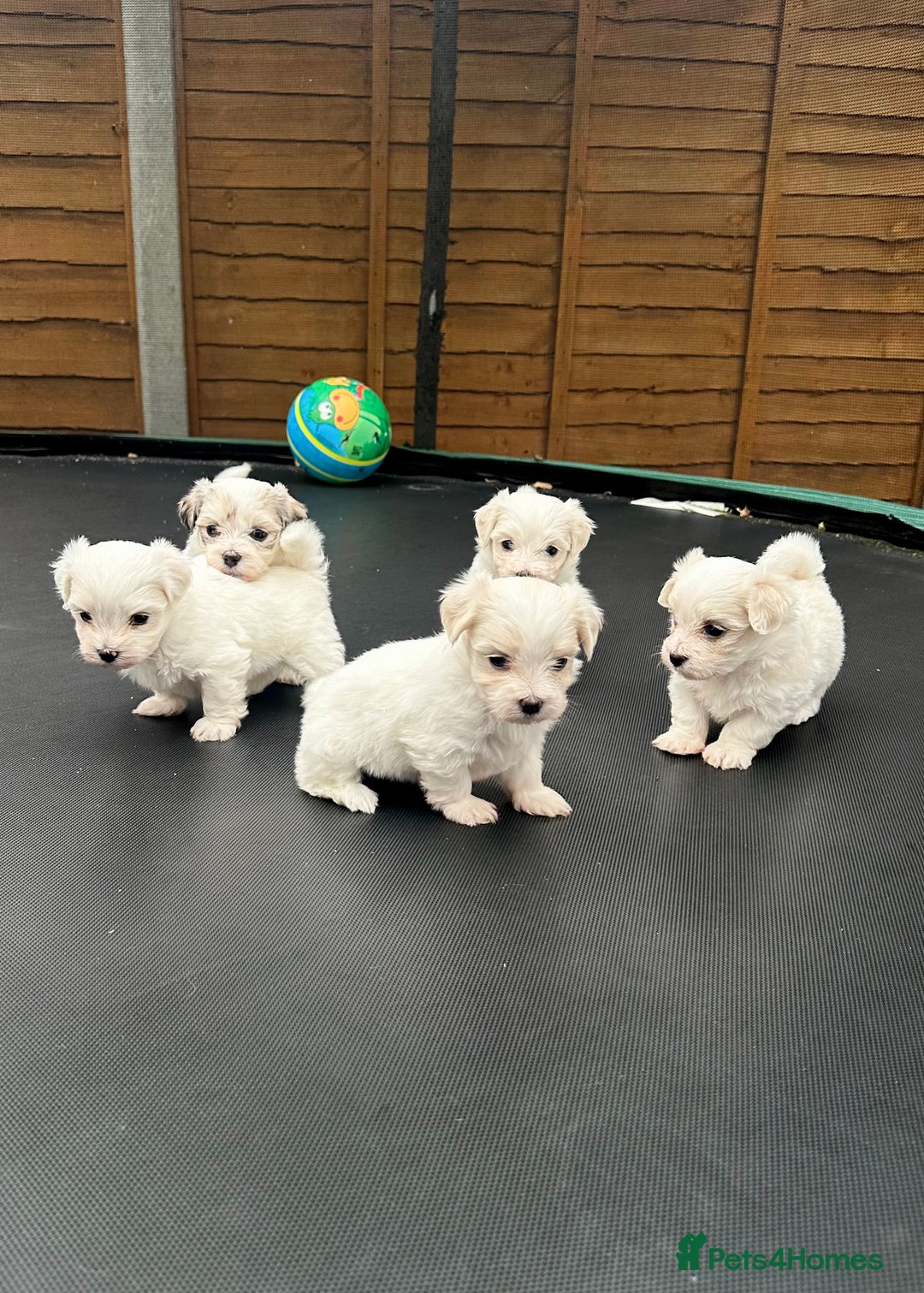Maltese dogs for sale: Maltese puppies 🐶 - Image 2