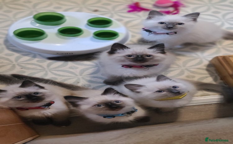 Ragdoll cats - Advert 1