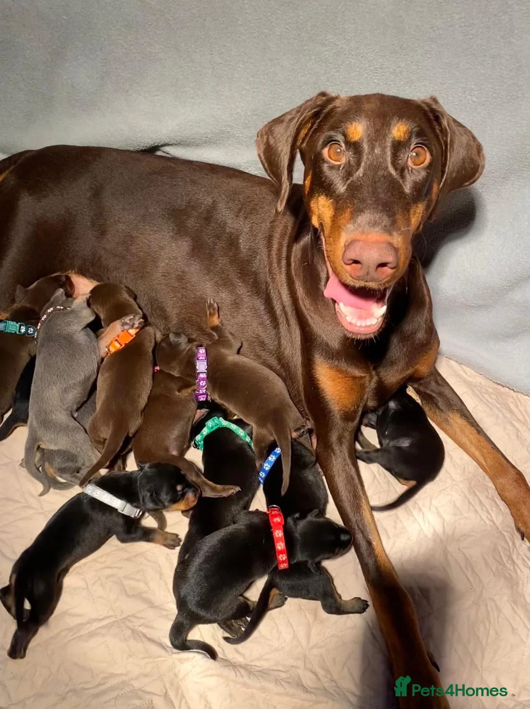 Dobermann dogs for sale: KC REGISTERED DOBERMAN PUPS - Advert 1
