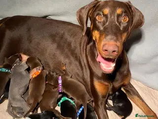 Dobermann dogs KC REGISTERED DOBERMAN PUPS - Advert 6