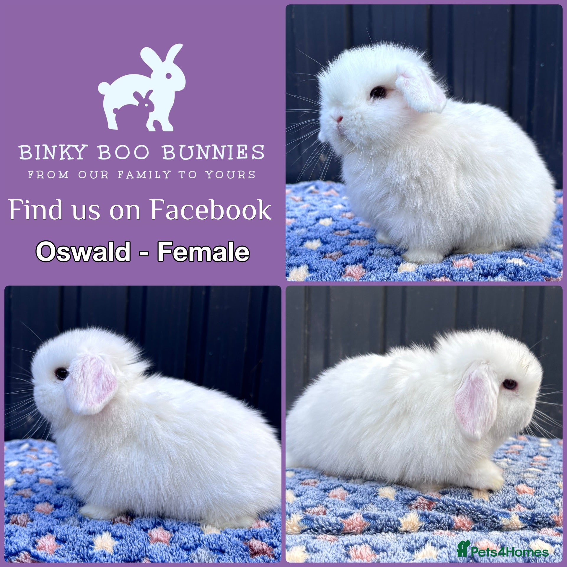 Mini Lop rabbits Mini Lop Baby Bunnies - Reserve Now - Home 14/09 - Advert 2
