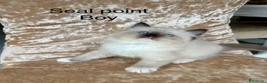 Ragdoll 1