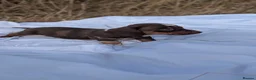 Miniature Dachshund dogs for sale: Beautiful Dachshund puppies in Ashbourne - Advert 10