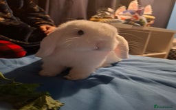 Mini Lop rabbits for sale: Male Mini Lop 6 months old - Advert 2